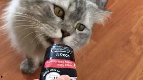 逗猫的视频,欢乐瞬间，猫咪萌态尽收眼底