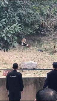 印度老虎咬人视频,惊心动魄的森林遭遇