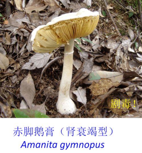 采野生蘑菇视频,跟随视频探寻野生蘑菇的奇妙世界